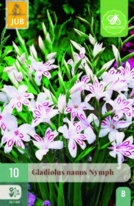 Gladiolus nymph 10st