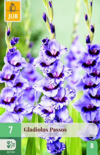 Gladiolus passos 7st