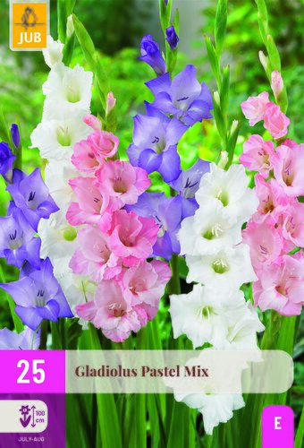 Gladiolus pastel mix 25st