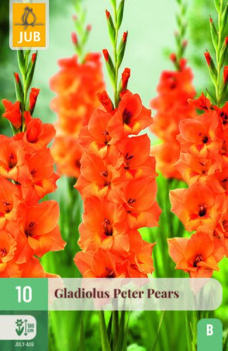 Gladiolus peter pears 10st