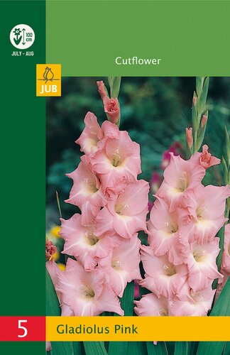 Gladiolus pink 5st