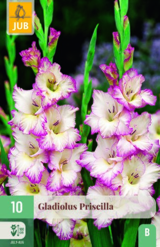 Gladiolus priscilla 10st