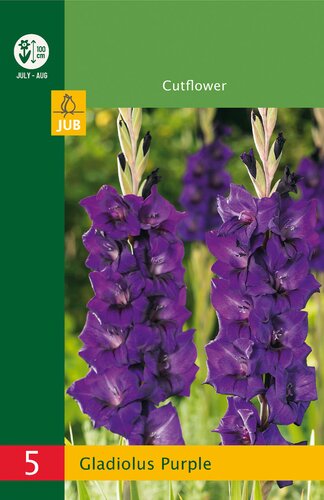 Gladiolus purple 5st