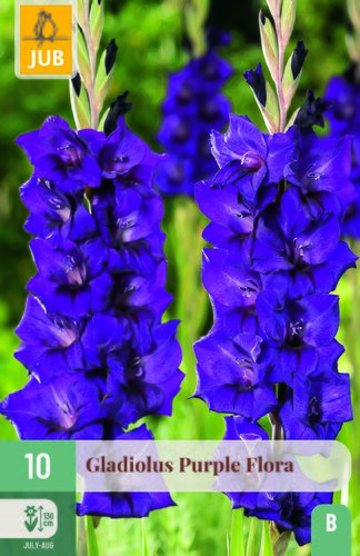 Gladiolus purple flora 10st