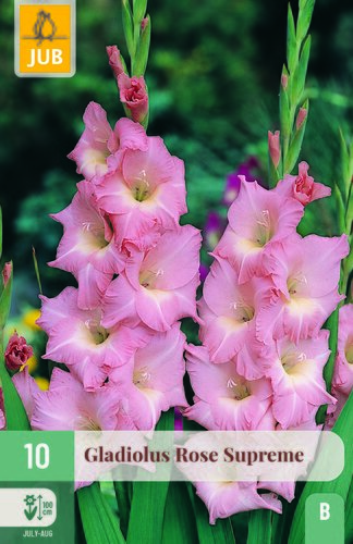 Gladiolus rose supreme 10st