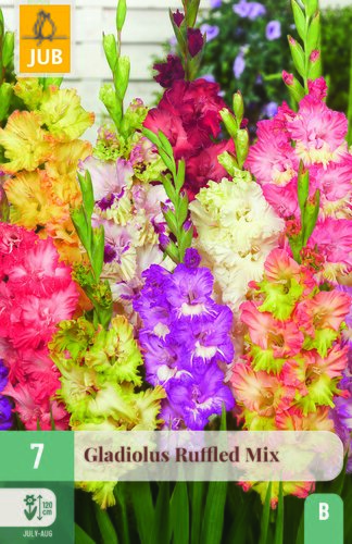 Gladiolus ruffled mix 7st