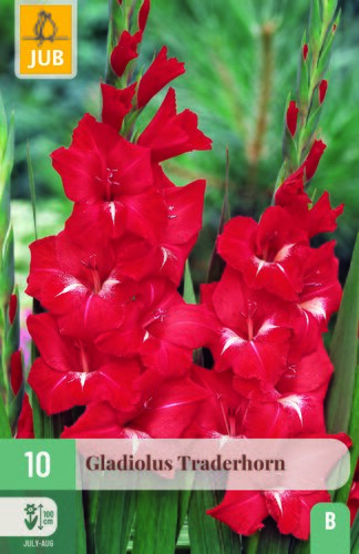 Gladiolus traderhorn 10st