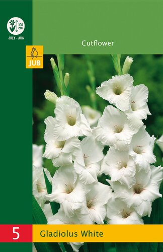 Gladiolus white 5st