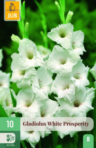 Gladiolus white prosperity 10st