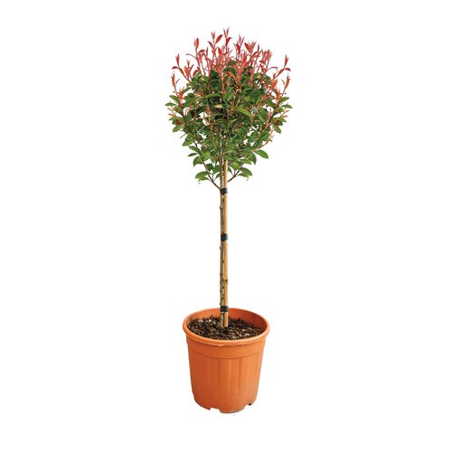 Glansmispel op stam 'Carré Rouge' - H 60 cm