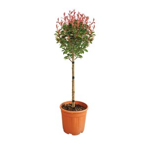 Glansmispel op stam 'Carré Rouge' - H 60 cm