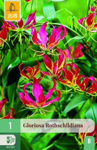 Gloriosa rothschildiana 1st