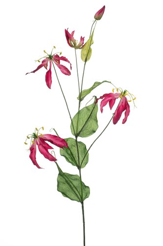 Gloriosa spray fuchsia 105cm
