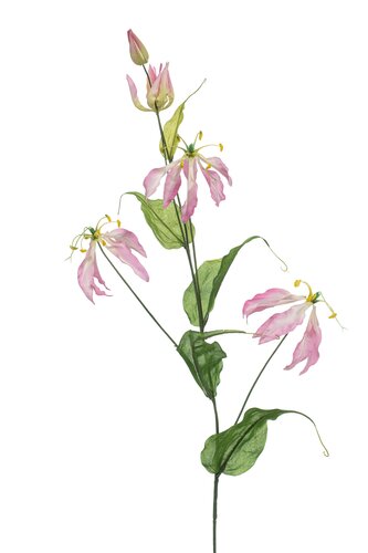 Gloriosa spray lt pink 105cm