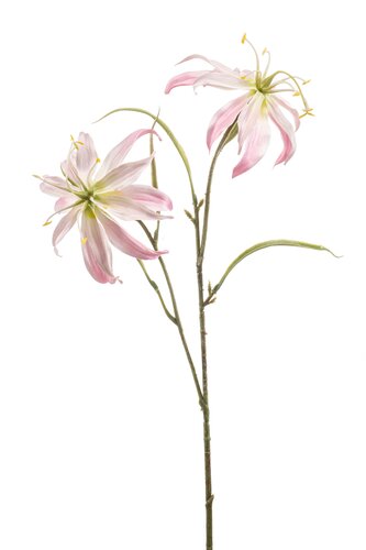 Gloriosa Tak Zijde - 58cm Roze