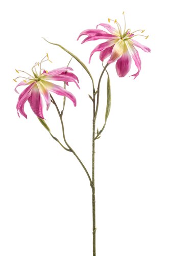 Gloriosa Tak Zijde - 58cm Roze