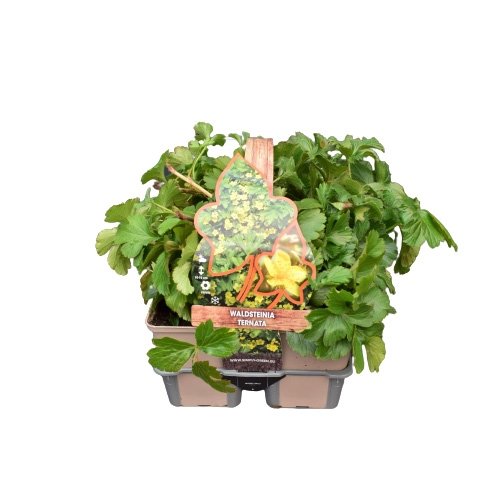 Waldsteinia ternata in sixpack