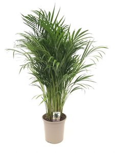 Goudpalm (Dypsis lutescens), in 24cm-pot 120cm hoog