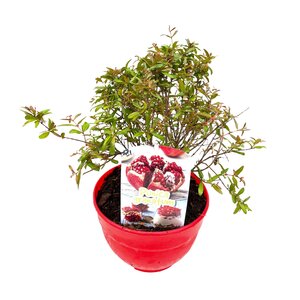 Granaatappelboom, in 19cm-pot