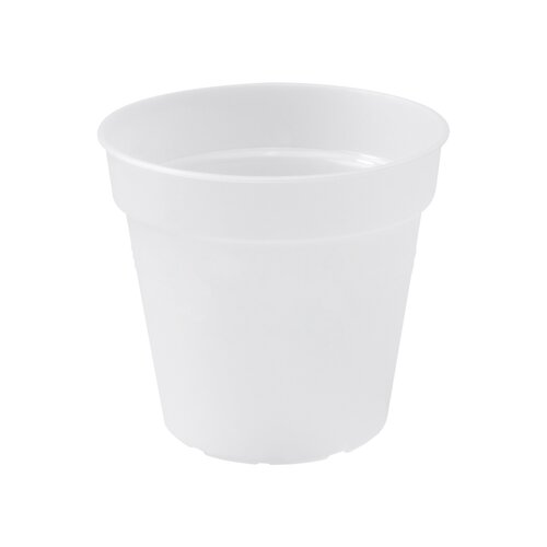 green basics orchidee 15cm transparant