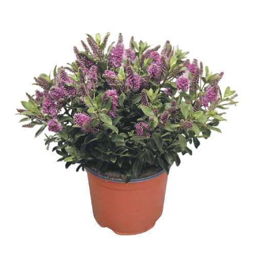 Grote Hebe, in 23cm-pot