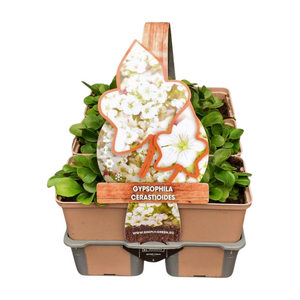 Gypsophila cerastioides in sixpack - afbeelding 1