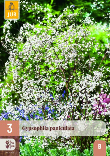 Gypsophila paniculata 3st