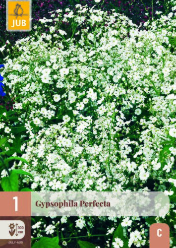Gypsophila perfecta 1st
