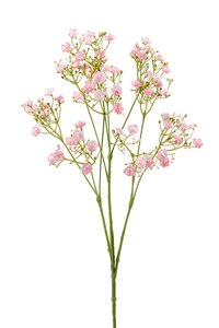 Gypsophila spray pink 68cm