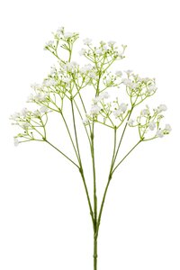 Gypsophila spray white 68cm