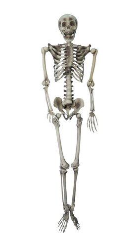 Halloween Skelet H 153 cm