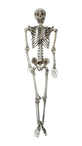 Halloween Skelet H 153 cm