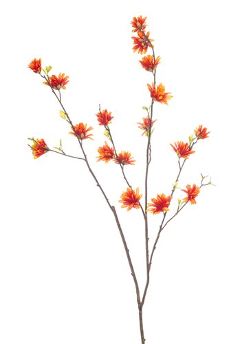 Hamamelis spray orange 110cm
