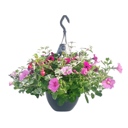 Hanging basket met diverse perkplanten