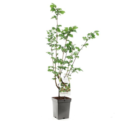 Hazelnotenboom (Corylus avellana Halle'sche Riesen), in pot