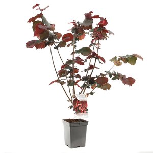 Hazelnotenboom (Corylus avellana Roter Zeller), in pot