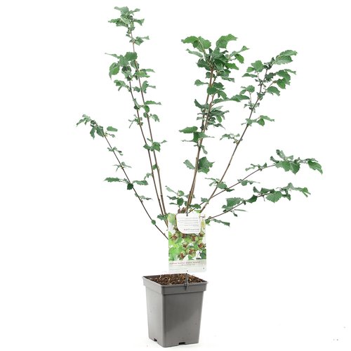 Hazelnotenboom (Corylus avellana Webb's Prize Cob), in pot