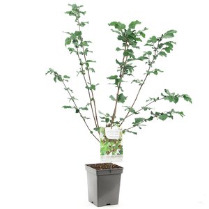 Hazelnotenboom (Corylus avellana Webb's Prize Cob), in pot