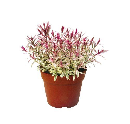 Hebe Exclusief, in 17cm-pot