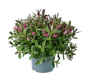 Hebe Veronica, in 23cm-pot