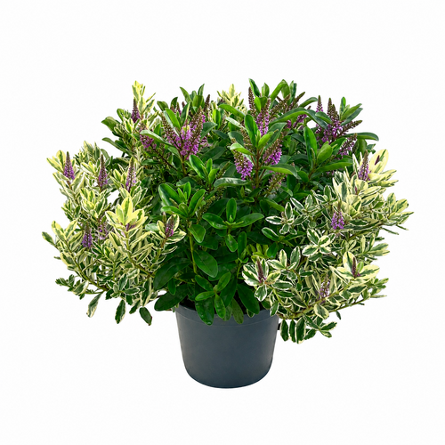 Hebe XL mix, in 23cm-pot - afbeelding 1