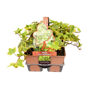 Hedera helix 'Goldchild'  in sixpack - afbeelding 1