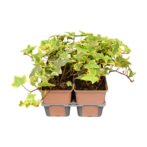 Hedera helix 'Goldchild'  in sixpack - afbeelding 2