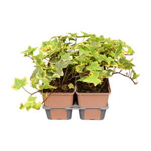 Hedera helix 'Goldchild'  in sixpack - afbeelding 2