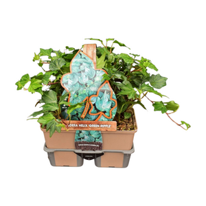 Hedera helix 'Green Ripple' in sixpack