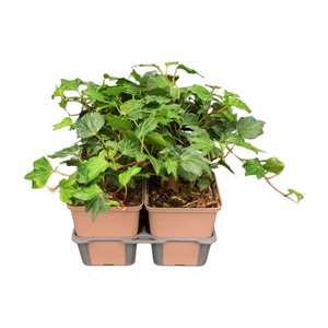 Hedera helix 'Green Ripple' in sixpack - afbeelding 2