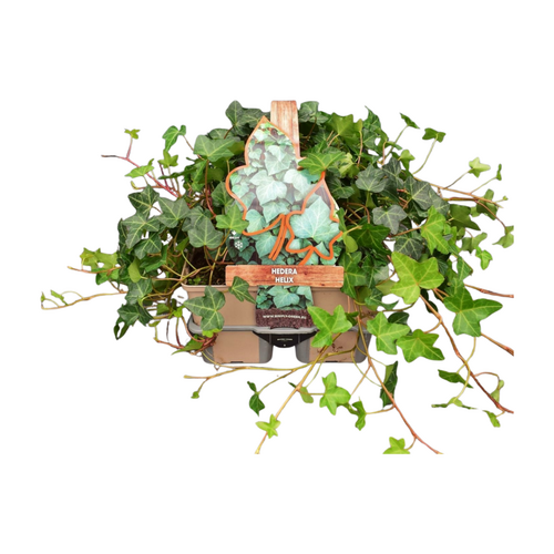 Hedera helix  in sixpack - afbeelding 1