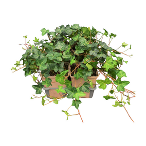 Hedera helix  in sixpack - afbeelding 2