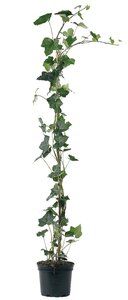 Hedera hibernica, gebonden