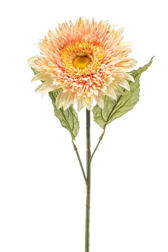 Helianthus Tak Zijde - 65cm Perzik